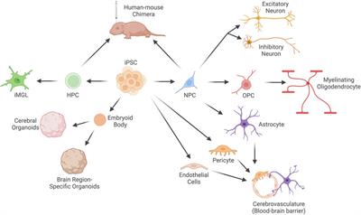 Frontiers From neurodevelopment to neurodegeneration utilizing